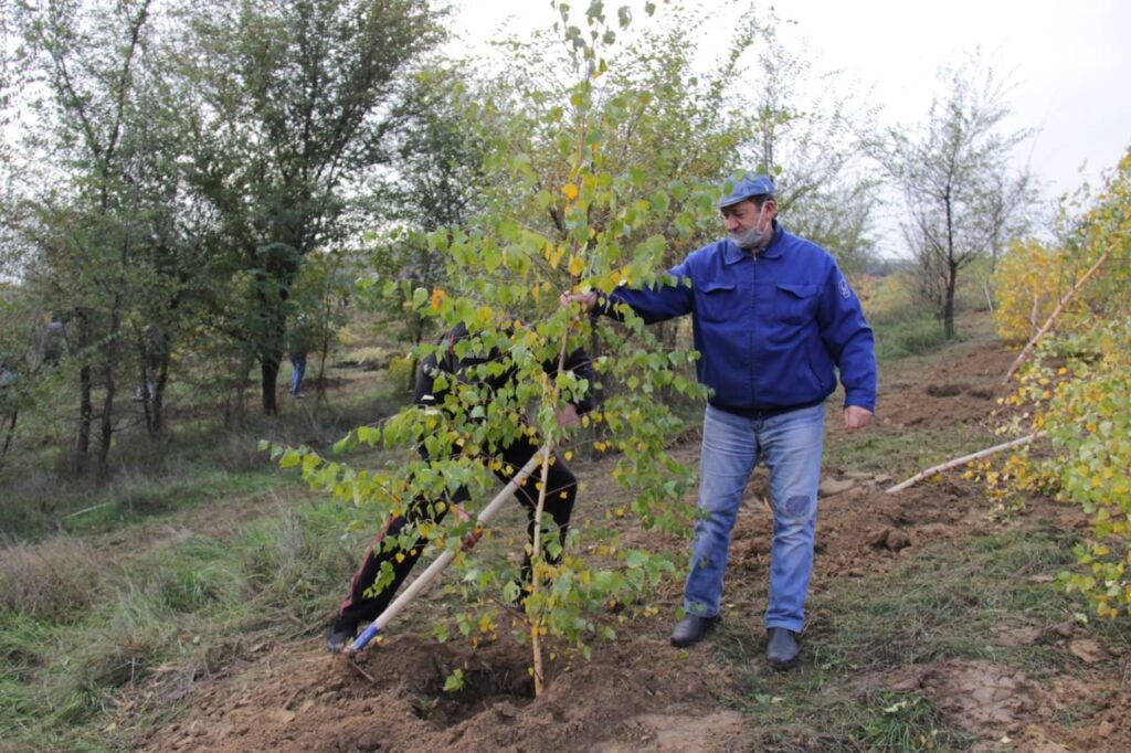 O nouă acţiune de plantare a arborilor s-a desfăşurat astăzi în toate sectoarele municipiului Chişinău