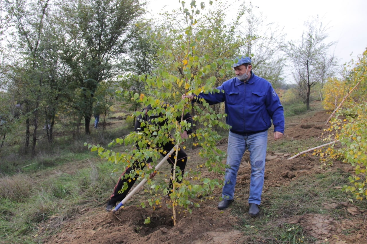 O nouă acţiune de plantare a arborilor s-a desfăşurat astăzi în toate sectoarele municipiului Chişinău