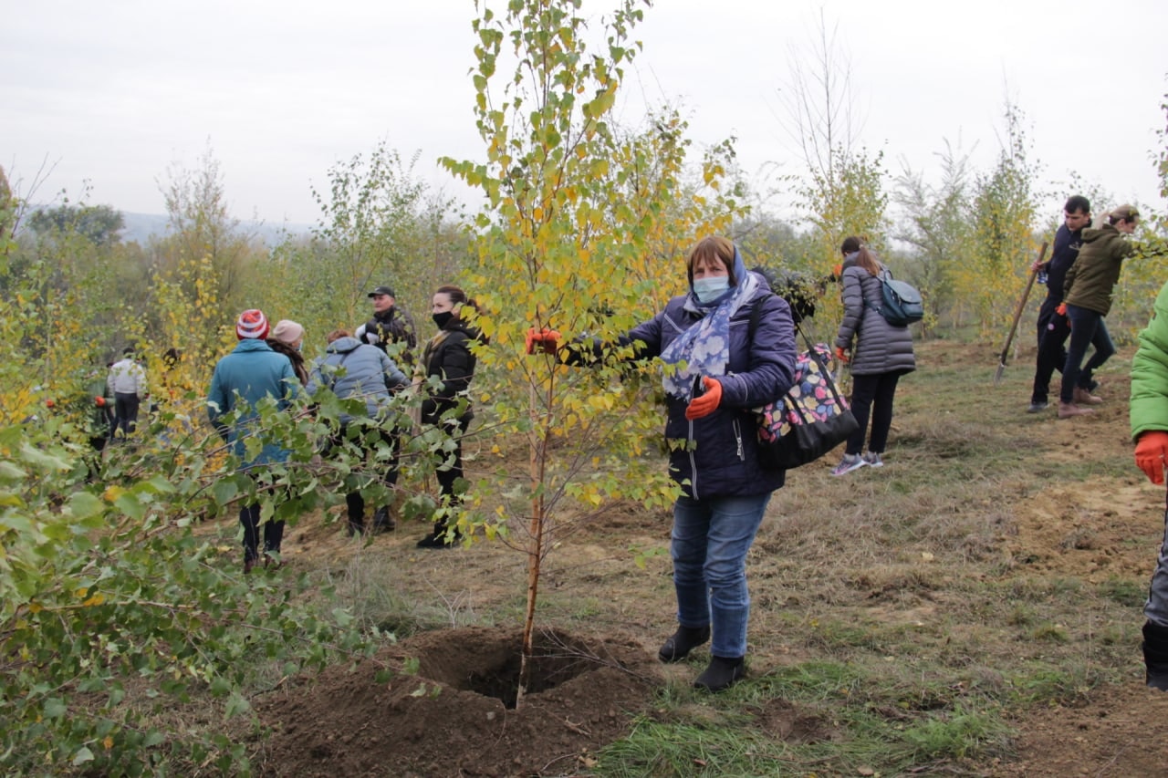 O nouă acţiune de plantare a arborilor s-a desfăşurat astăzi în toate sectoarele municipiului Chişinău