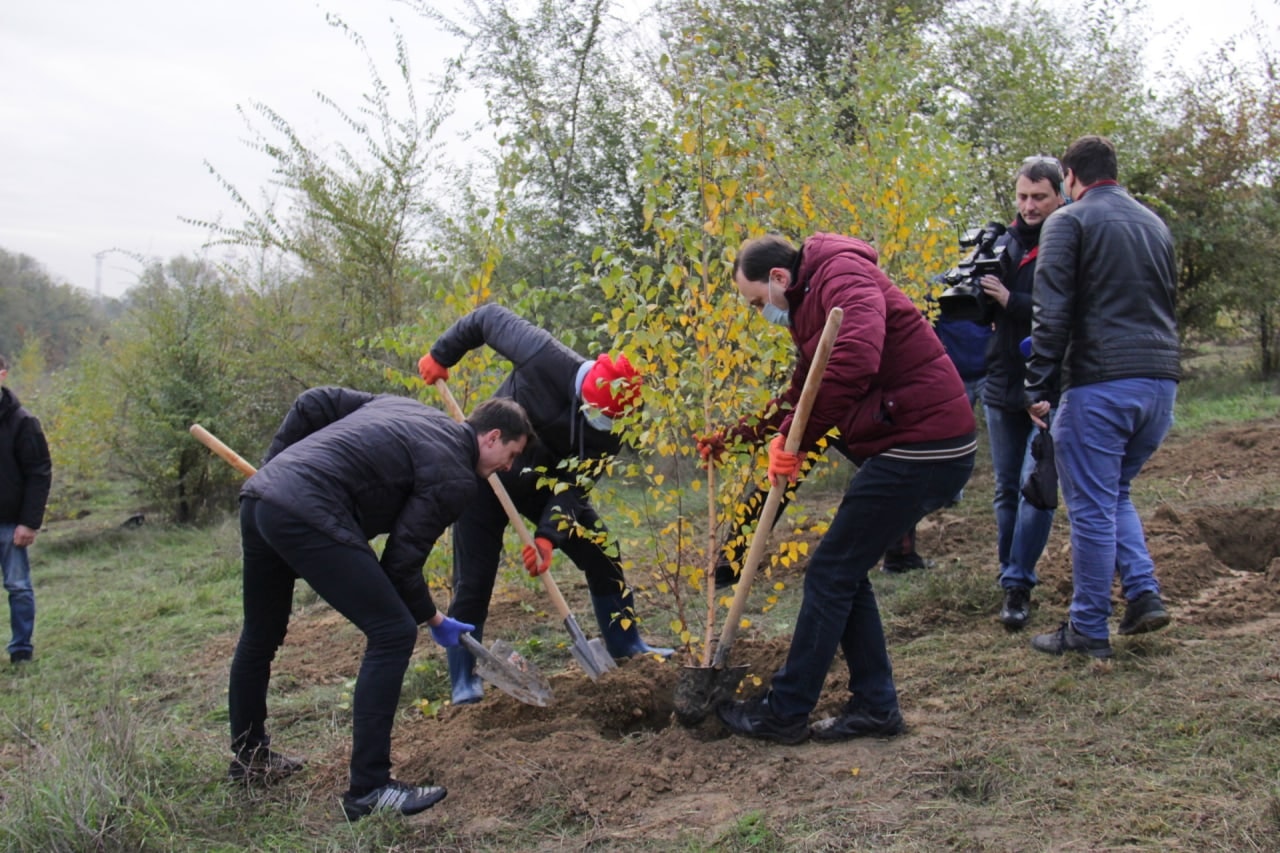 O nouă acţiune de plantare a arborilor s-a desfăşurat astăzi în toate sectoarele municipiului Chişinău