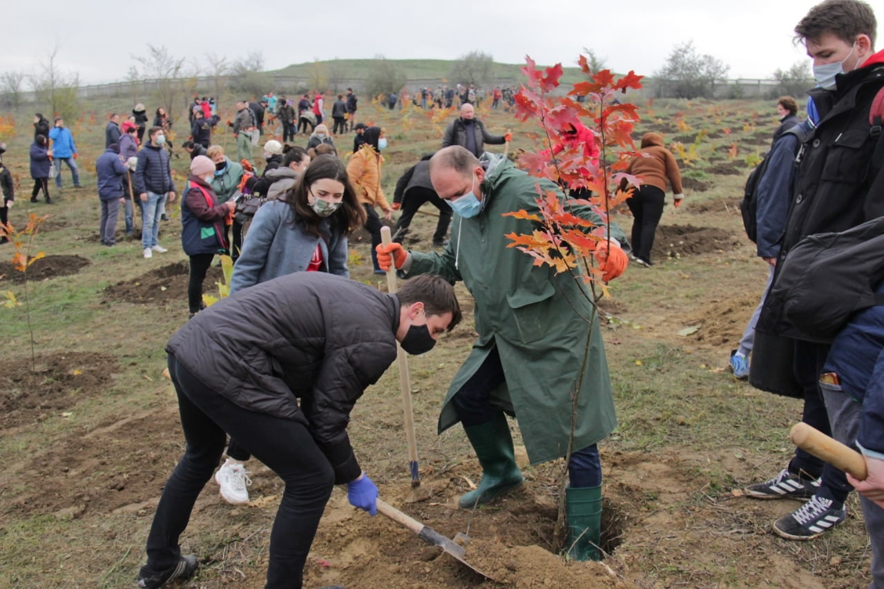 O nouă acţiune de plantare a arborilor s-a desfăşurat astăzi în toate sectoarele municipiului Chişinău
