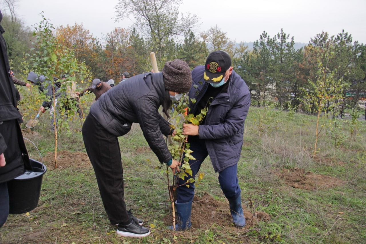 O nouă acţiune de plantare a arborilor s-a desfăşurat astăzi în toate sectoarele municipiului Chişinău