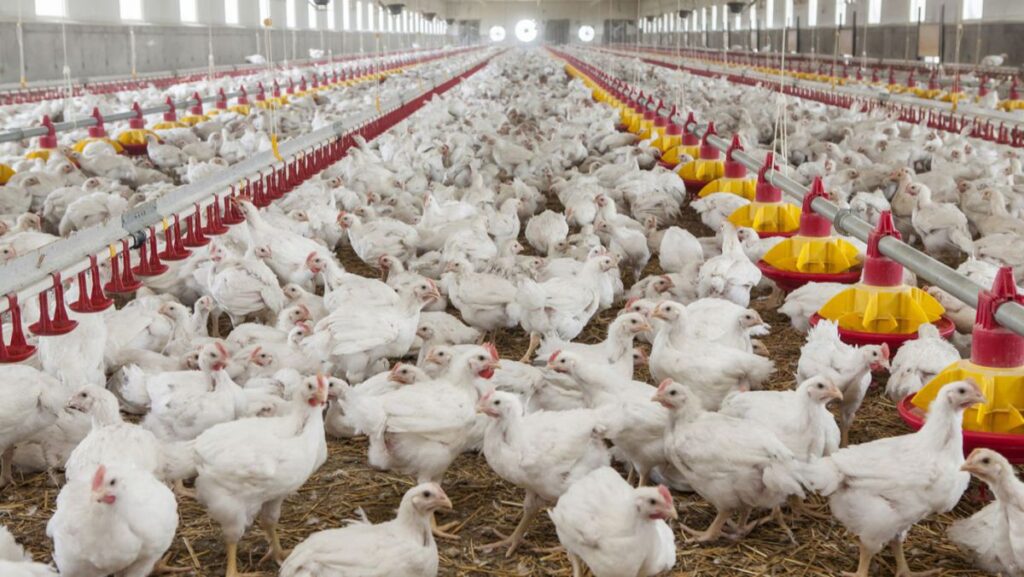 avicultorii despre exportul de carne de pasare si oua in ue cum putem sa fim noi competitivi 55482 1553249926