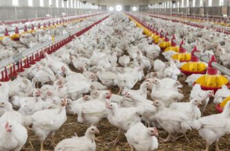 avicultorii despre exportul de carne de pasare si oua in ue cum putem sa fim noi competitivi 55482 1553249926