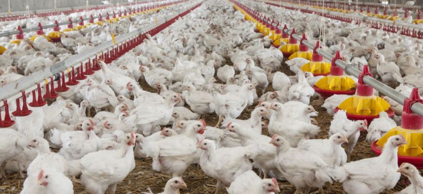 avicultorii despre exportul de carne de pasare si oua in ue cum putem sa fim noi competitivi 55482 1553249926