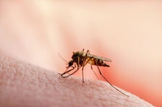 STUDIU// Cum ar putea fi folosiți țânțarii pentru vaccinarea în masă a oamenilor