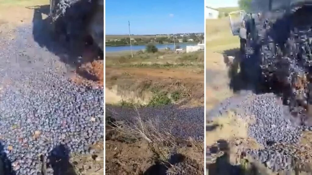 momentul in care fermerii disperati sunt nevoiti sa arunce tone de prune pentru ca nu au cui le vinde