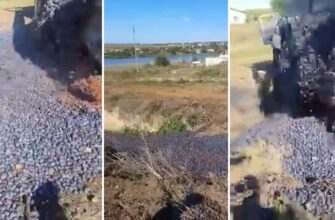 VIDEO// „Le aruncă în râpă”. Momentul în care fermerii disperați sunt nevoiți să arunce tone de prune, pentru că nu au cui le vinde 1 momentul in care fermerii disperati sunt nevoiti sa arunce tone de prune pentru ca nu au cui le vinde