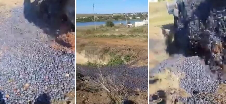 VIDEO// „Le aruncă în râpă”. Momentul în care fermerii disperați sunt nevoiți să arunce tone de prune, pentru că nu au cui le vinde 1 momentul in care fermerii disperati sunt nevoiti sa arunce tone de prune pentru ca nu au cui le vinde