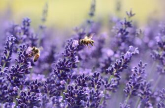 bees on purple flower