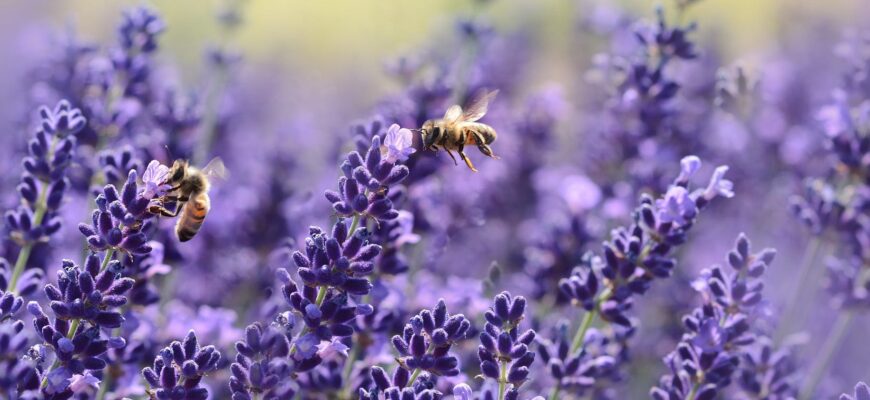 bees on purple flower
