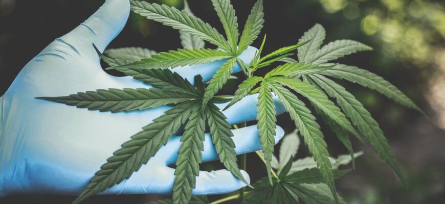 person holding green canabis