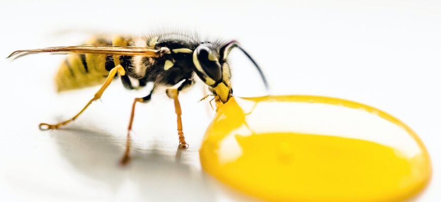 macro photography of bee sipping on liquid