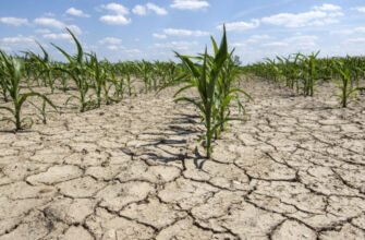 Ministrul Finanțelor A REFUZAT realocarea sumei de 51 de milioane de lei pentru agricultorii care au înregistrat pagube