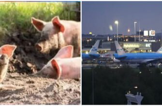 Un aeroport din Europa a adus 20 de porci pe care îi ține între piste. Motivul e uluitor