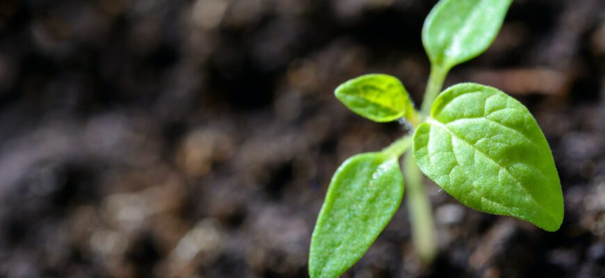 closeup photo of sprout