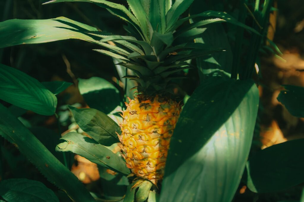close up photography of pinepapple