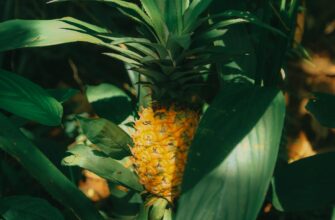 close up photography of pinepapple
