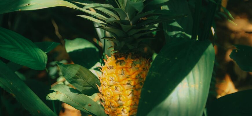 close up photography of pinepapple