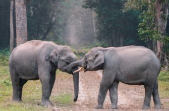 photo of elephants on grass
