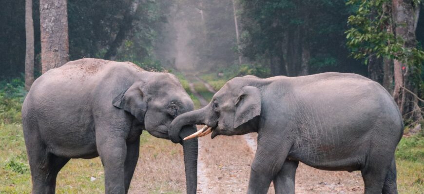 photo of elephants on grass