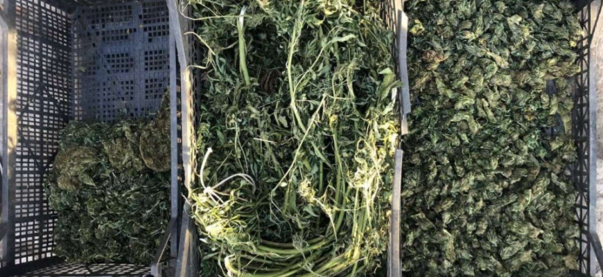 trei barbati din raionul orhei cercetati penal pentru cultivarea plantelor de canepa si comercializarea marijuanei