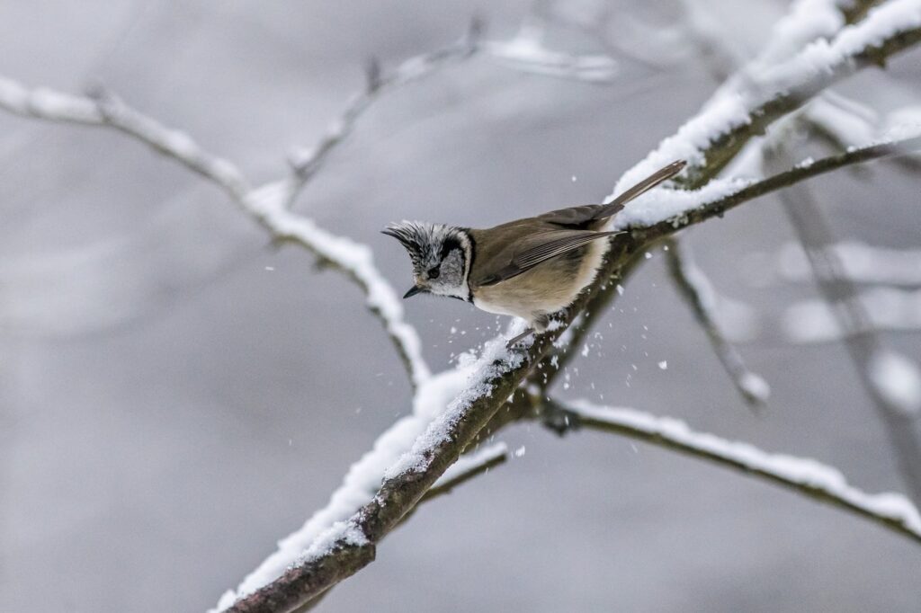brown and white bird on tree branch covered with snow