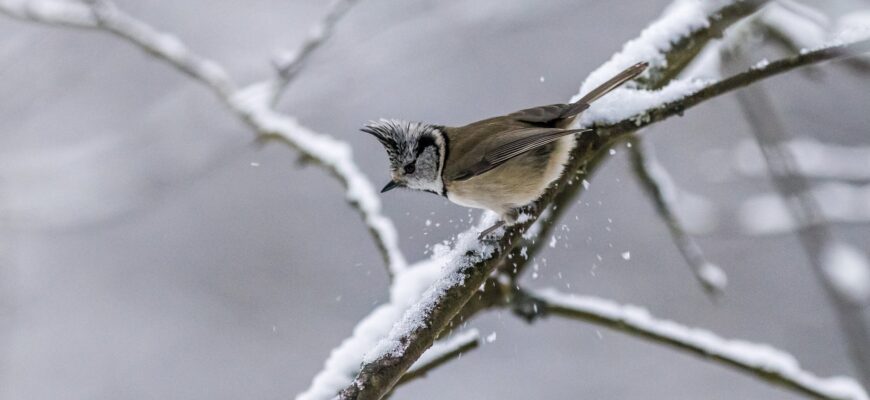 brown and white bird on tree branch covered with snow