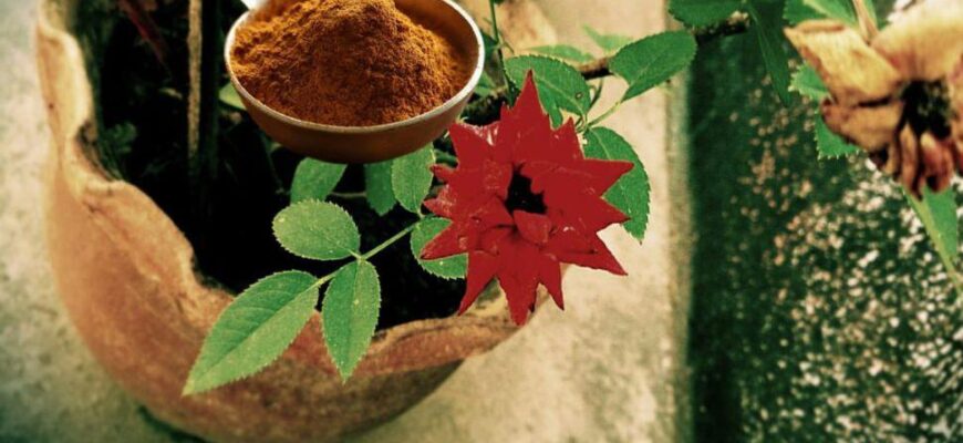 asta se intampla cand torni o lingurita de scortisoara pe plante. nu o sa ti vina sa crezi 1024x683 1