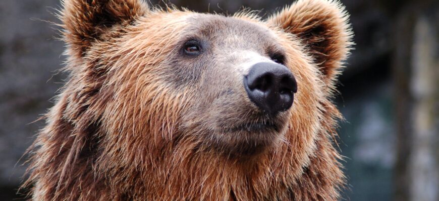 brown bear