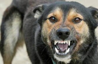 O fetiță din capitală a fost atacată de o haită de câini. Câțiva bărbați cu greu au salvat-o din colții animalelor
