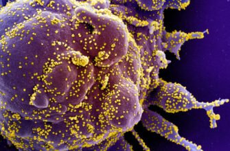 Deltacron, o nouă tulpină de coronavirus: combină cele mai comune variante de SARS-CoV-2