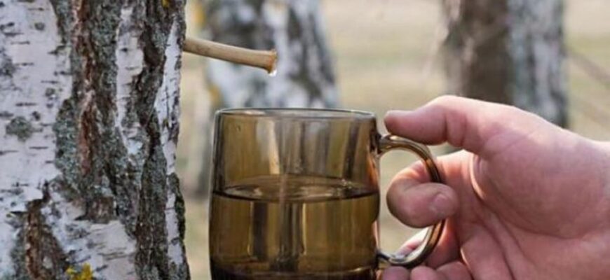 ceaiul din coaja de mesteacan 990x606 1