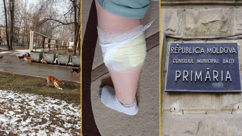 FOTO// Problema câinilor maidanezi în Bălți. O femeie a fost atacată de un câine în stradă 5 grigorisin nicolai primaria balti maidanezi caini vacabonzi vagabond 2