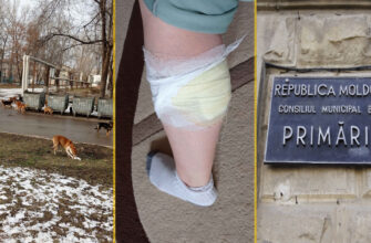FOTO// Problema câinilor maidanezi în Bălți. O femeie a fost atacată de un câine în stradă 1 grigorisin nicolai primaria balti maidanezi caini vacabonzi vagabond 2