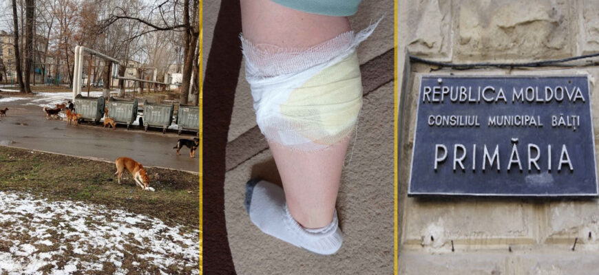 grigorisin nicolai primaria balti maidanezi caini vacabonzi vagabond 2