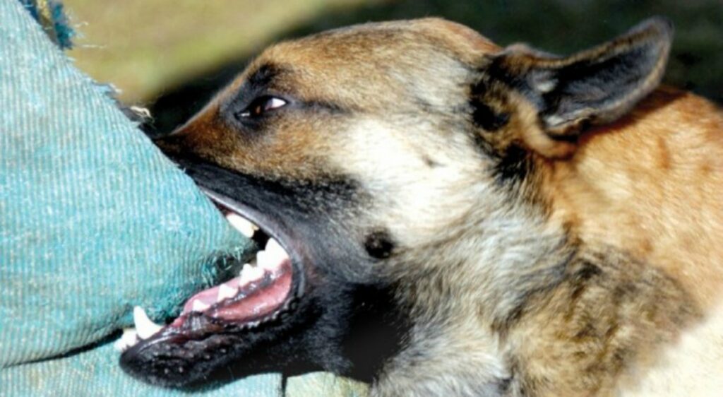 o fetita de doar 7 ani a murit sfasiata de o haita de caini vagabonzi