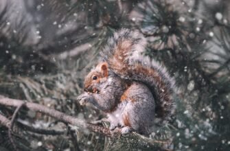 squirrel on tree branch