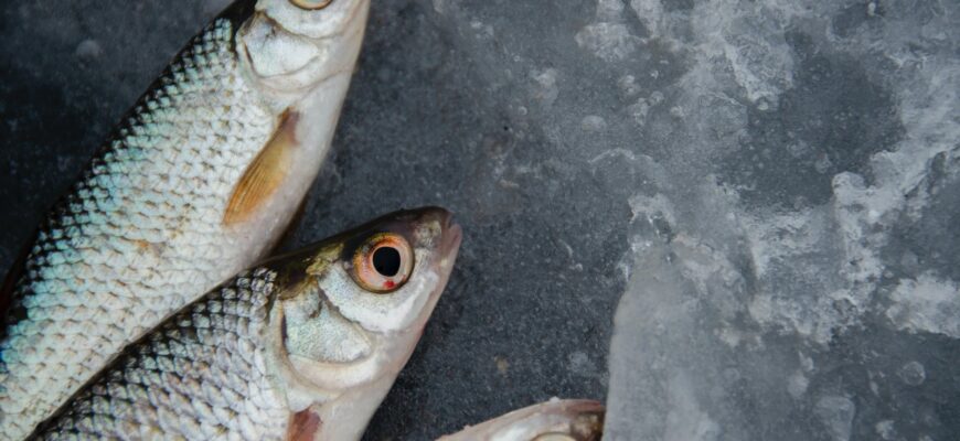 silver and orange fish on ice