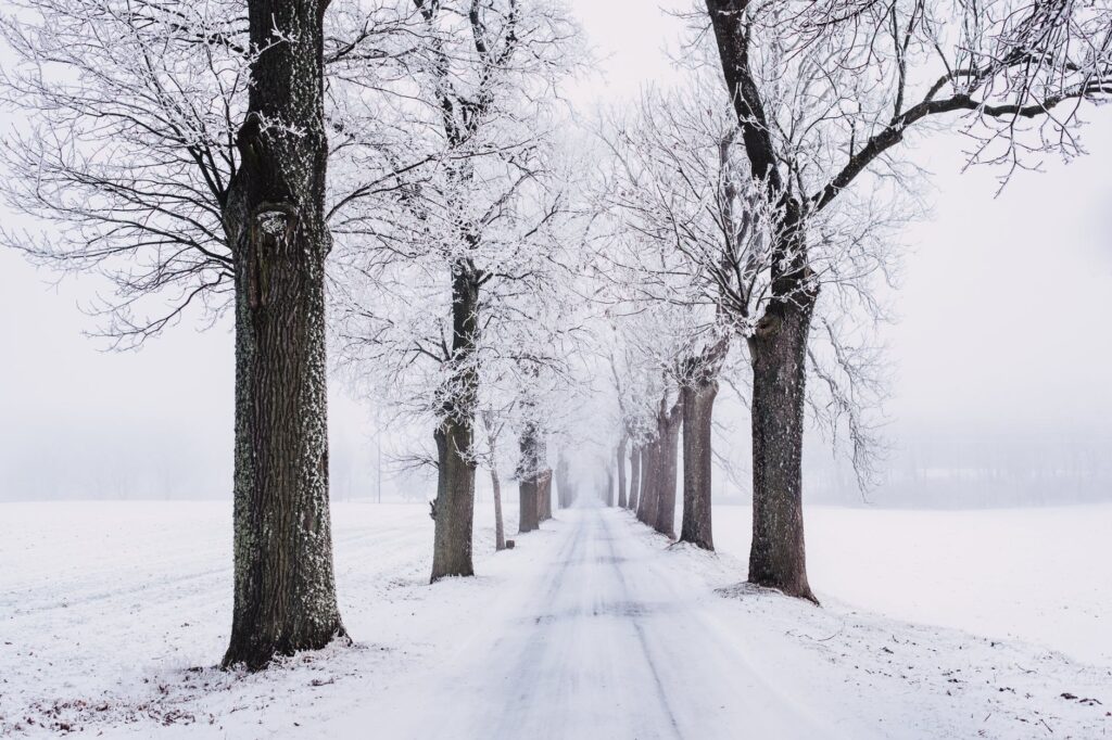 snowy pathway surrounded by bare tree