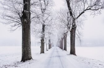 snowy pathway surrounded by bare tree