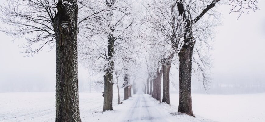snowy pathway surrounded by bare tree