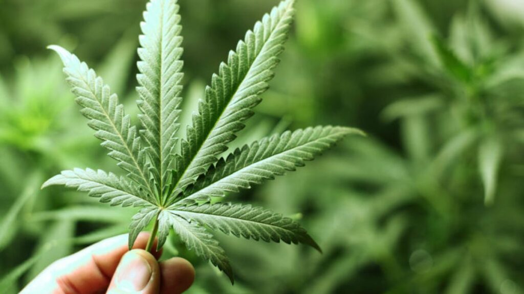 thailanda planifica sa autorizeze cultivarea plantelor de canabis in gospodarii