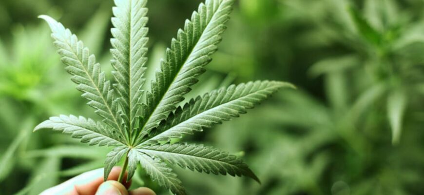 thailanda planifica sa autorizeze cultivarea plantelor de canabis in gospodarii