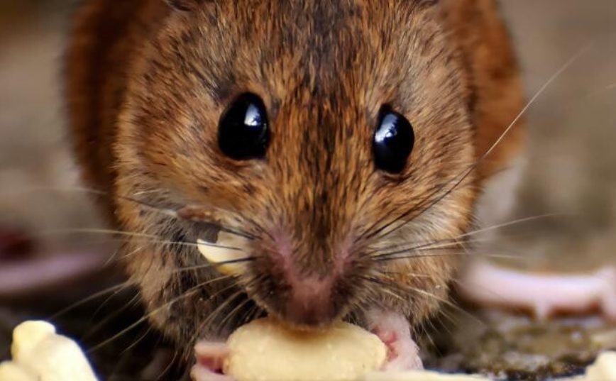 Elveţia ar putea deveni prima ţară din lume care să interzică testele pe animale