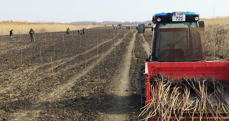 a fost dat startul campaniei de impadurire 2022 in parcului national nistrul de jos