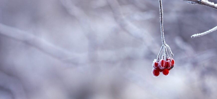 red fruit handing on tree branch selective color photography