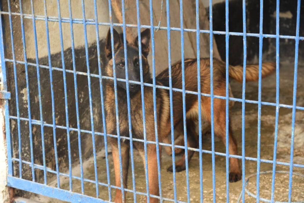 FOTO// Nu doar persoanele au nevoie de adăpost: Poliția a primit 24 de patrupezi din Odesa, pentru a le oferi siguranță 5 politia a primit 24 de patrupezi din odesa pentru a le oferi siguranta