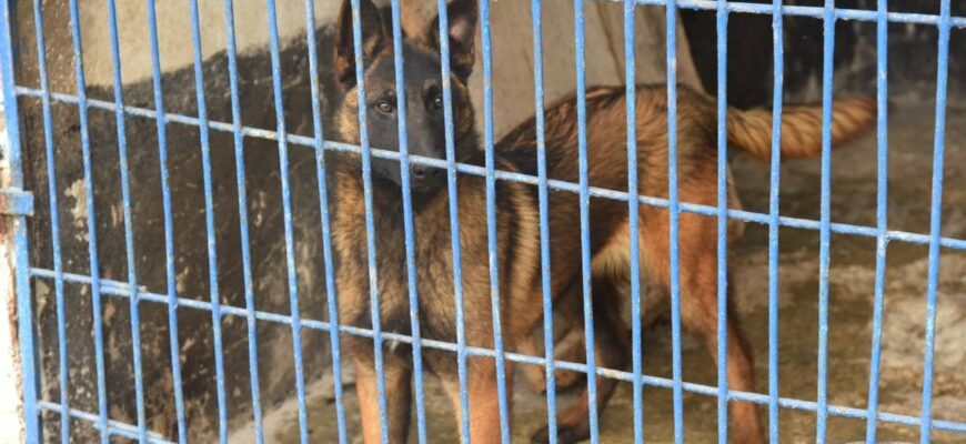 politia a primit 24 de patrupezi din odesa pentru a le oferi siguranta