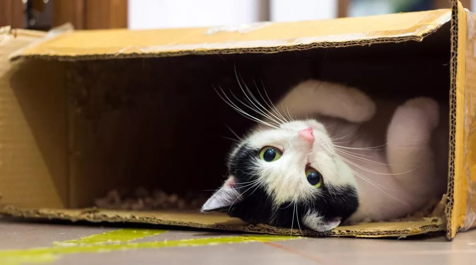 De ce adoră pisicile să stea în cutii de carton. Ce simt ele, de fapt
